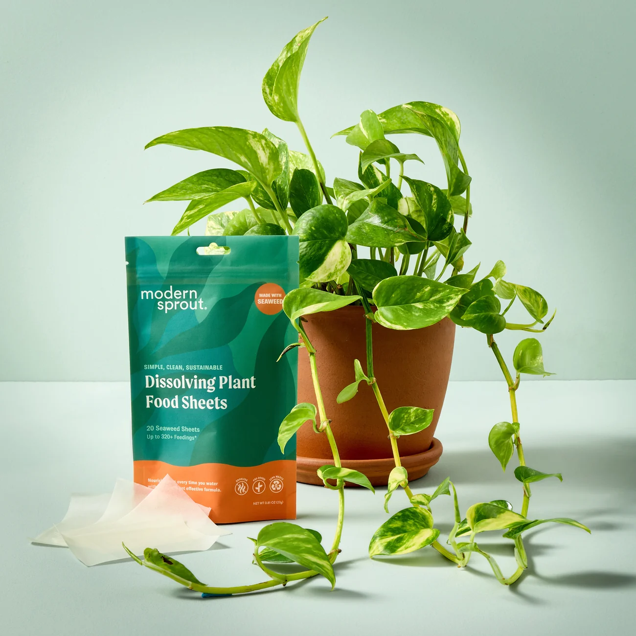 Modern Sprout Dissolving Plant Food Sheets package beside a potted pothos plant